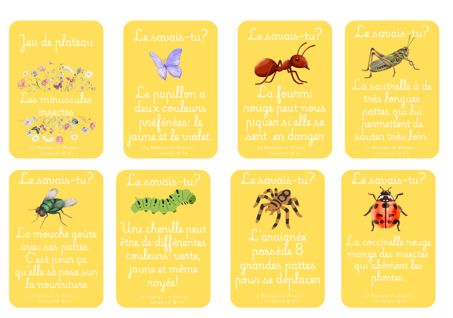 À la découverte des insectes 🐞