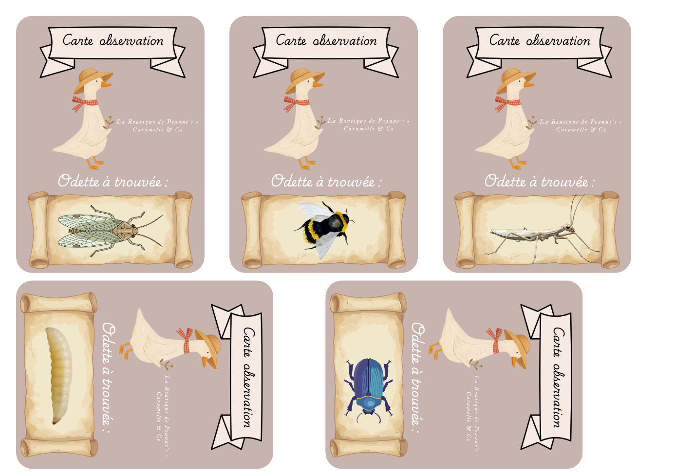 À la découverte des insectes 🐞