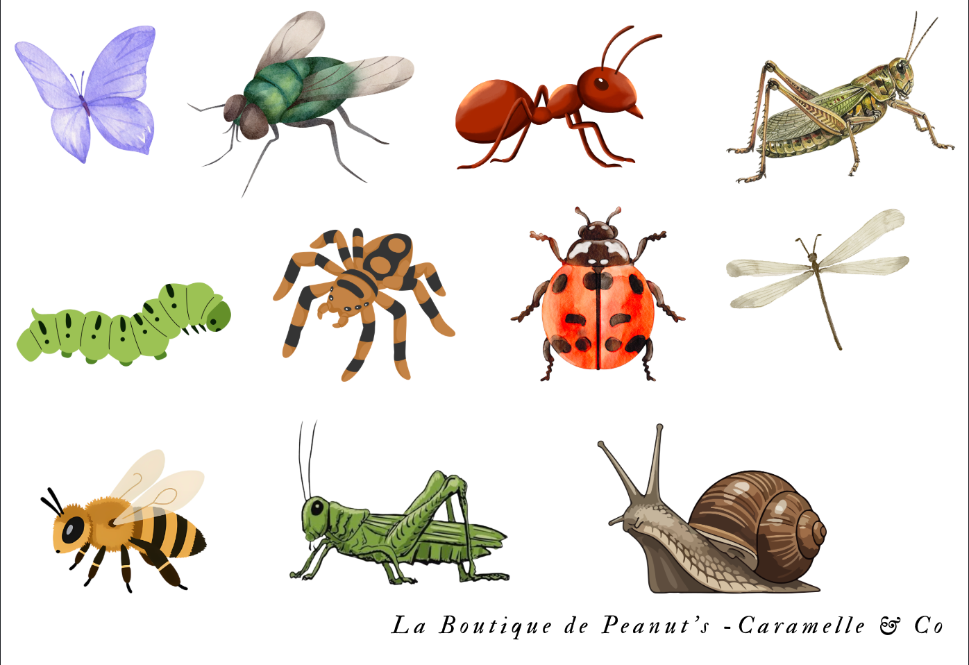À la découverte des insectes 🐞