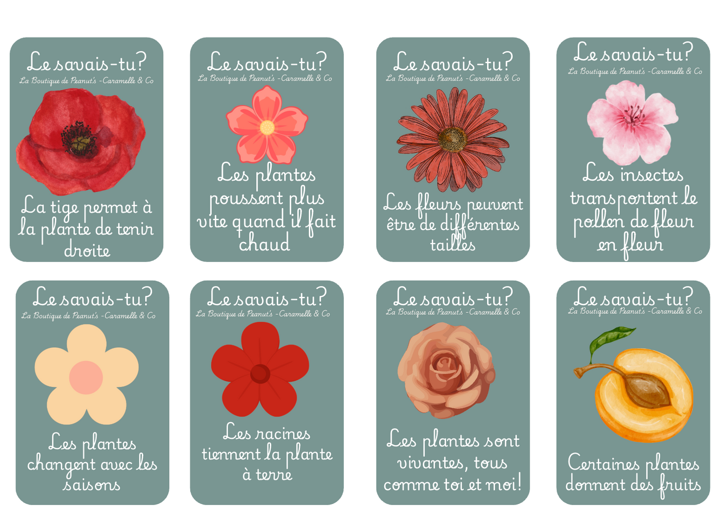 The flower garden 🌺